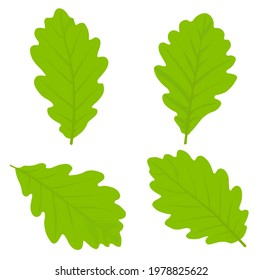 Oak leaves vector stock illustration. A set of leaf elements of a deciduous tree. Isolated on a white background. Summer botany.