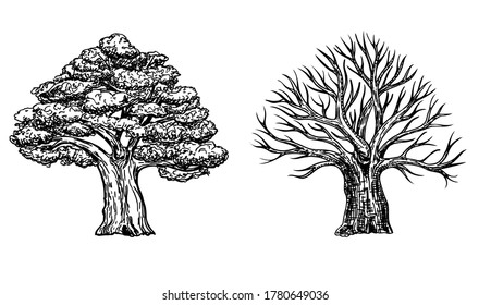 Oak with leaves and winter oak without leaves. Vector hand drawn illustration of big tree isolated on white background. Oak crown in sketch style.