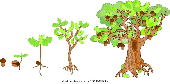 Oak Life Cycle. Plant Growin From Acorn To Mature Oak Tree