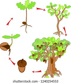 Oak Life Cycle. Plant Growin From Acorn To Mature Oak Tree