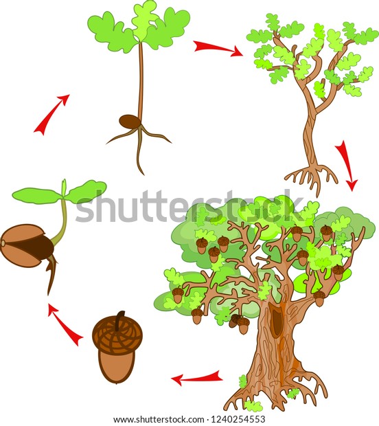 oak life cycle plant growin 600w 1240254553