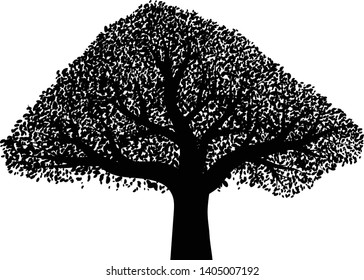 Oak or mango tree black vector