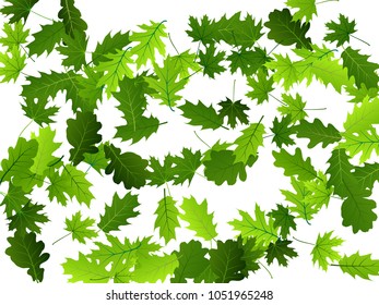 Oak and maple green leaf abstract background seasonal vector illustration. Summer leaves falling design. Spring or summer season specific vector backdrop. Oak and maple tree spring foliage on white.