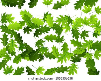 Oak and maple green leaf on white background seasonal vector illustration. Summer leaves falling design. Spring or summer season specific vector backdrop. Oak and maple tree summer foliage on white.