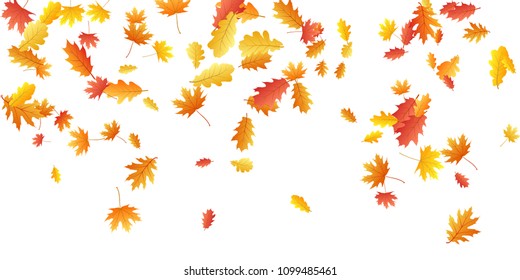 Oak and maple leaf abstract background seasonal vector illustration. Autumn leaves falling graphic design. Fall season specific vector background. Oak and maple tree dry autumn red orange foliage.