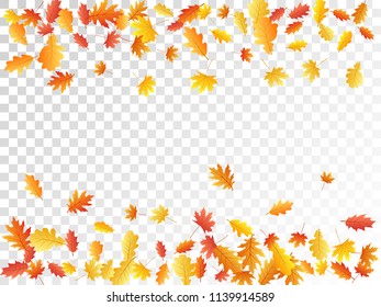 Oak and maple leaf abstract background seasonal vector illustration. Autumn leaves falling graphic design. Fall season specific vector background. Oak and maple tree dry autumn foliage scatter.