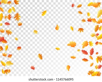 Oak and maple leaf abstract background seasonal vector illustration. Autumn leaves falling graphic design. Fall season specific vector background. Oak and maple tree dry autumn yellow orange foliage.