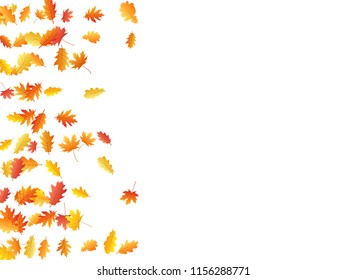 Oak and maple leaf abstract background seasonal vector illustration. Autumn leaves falling graphic design. Fall season specific vector background. Oak and maple tree dry autumn yellow red foliage.