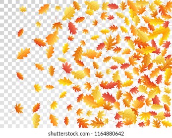 Oak and maple leaf abstract background seasonal vector illustration. Autumn leaves flying graphic design. Fall season specific vector background. Oak and maple tree dry autumn red orange foliage.