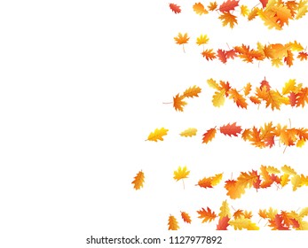 Oak and maple leaf beautiful background seasonal vector illustration. Autumn leaves falling graphic design. Fall season specific vector background. Oak and maple tree dry autumn red orange foliage.