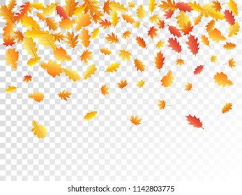 Oak and maple leaf beautiful background seasonal vector illustration. Autumn leaves falling graphic design. Fall season specific vector background. Oak and maple tree dry autumn yellow orange foliage.