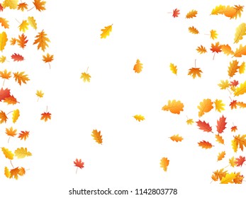 Oak and maple leaf beautiful background seasonal vector illustration. Autumn leaves falling graphic design. Fall season specific vector background. Oak and maple tree dry autumn yellow orange foliage.