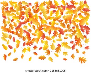 Oak and maple leaf beautiful background seasonal vector illustration. Autumn leaves flying graphic design. Fall season specific vector background. Oak and maple tree dry autumn yellow red foliage.