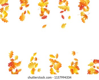 Oak and maple leaf beautiful background seasonal vector illustration. Autumn leaves falling graphic design. Fall season specific vector background. Oak and maple tree dry autumn yellow red foliage.