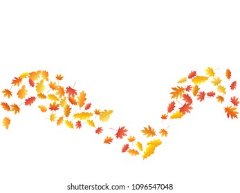 Oak and maple leaf beautiful windy background seasonal vector illustration. Autumn leaves flying graphic design. Fall season specific vector background. Oak and maple tree dry autumn foliage scatter.