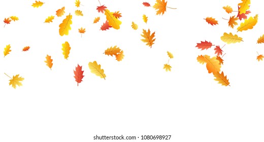 Oak and maple leaf cool background seasonal vector illustration. Autumn leaves falling graphic design. Fall season specific vector background. Oak and maple tree dry autumn yellow red foliage.