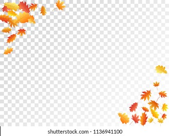 Oak and maple leaf cool background seasonal vector illustration. Autumn leaves falling graphic design. Fall season specific vector background. Oak and maple tree dry autumn red yellow foliage.