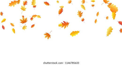 Oak and maple leaf cool background seasonal vector illustration. Autumn leaves flying graphic design. Fall season specific vector background. Oak and maple tree dry autumn red yellow foliage.