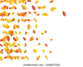 Oak and maple leaf cool background seasonal vector illustration. Autumn leaves flying graphic design. Fall season specific vector background. Oak and maple tree dry autumn foliage scatter.
