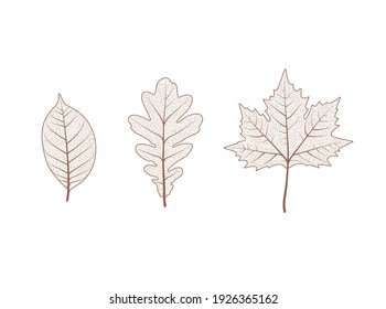 Oak maple tree leaf set. Autumn leaves isolated vector illustration on white background. Fall decoration clip art