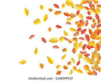 Oak, maple, wild ash rowan leaves vector, autumn foliage on white background. Red orange gold sorb dry autumn leaves. Floral tree foliage vector november season specific background.