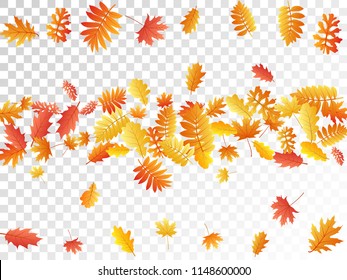 Oak, maple, wild ash rowan leaves vector, autumn foliage on transparent background. Red orange gold sorb dry autumn leaves. Detailed tree foliage fall season specific background graphics.