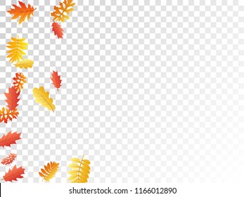 Oak, maple, wild ash rowan leaves vector, autumn foliage on transparent background. Red orange yellow rowan dry autumn leaves. Romantic tree foliage october seasonal background.