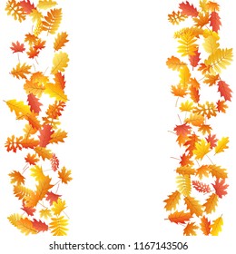 Oak, maple, wild ash rowan leaves vector, autumn foliage on white background. Red orange gold rowan dry autumn leaves. Rich tree foliage fall season specific background pattern.