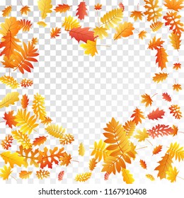 Oak, maple, wild ash rowan leaves vector, autumn foliage on transparent background. Red gold yellow rowan dry autumn leaves. Botanical tree foliage vector october seasonal background.