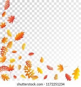 Oak, maple, wild ash rowan leaves vector, autumn foliage on transparent background. Red orange yellow ash and oak autumn leaves. Rich tree foliage october seasonal background.