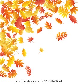 Oak, maple, wild ash rowan leaves vector, autumn foliage on white background. Red orange yellow ash and oak autumn leaves. Floral tree foliage october seasonal background.