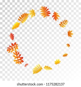 Oak, maple, wild ash rowan leaves vector, autumn foliage on transparent background. Red gold yellow sorb dry autumn leaves. Elegant tree foliage vector fall season specific background.