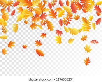 Oak, maple, wild ash rowan leaves vector, autumn foliage on transparent background. Red gold yellow ash and oak autumn leaves. Vivid tree foliage fall season specific background.