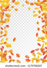 Oak, maple, wild ash rowan leaves vector, autumn foliage on transparent background. Red orange yellow rowan and oak autumn leaves. Realistic tree foliage fall season specific background graphics.
