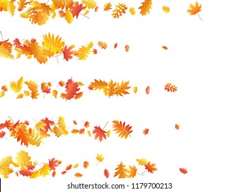 Oak, maple, wild ash rowan leaves vector, autumn foliage on white background. Red gold yellow ash and oak autumn leaves. Detailed tree foliage november seasonal background.