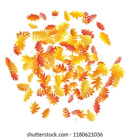 Oak, maple, wild ash rowan leaves vector, autumn foliage on white background. Red orange gold rowan and oak autumn leaves. Falling tree foliage september background graphics.