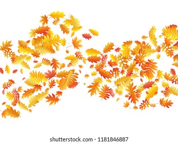 Oak, maple, wild ash rowan leaves vector, autumn foliage on white background. Red orange gold sorbus dry autumn leaves. Romantic tree foliage fall season specific background.