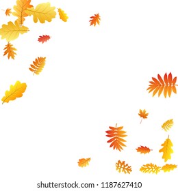 Oak, maple, wild ash rowan leaves vector, autumn foliage on white background. Red gold yellow rowan and oak autumn leaves. Garden tree foliage fall seasonal background pattern.