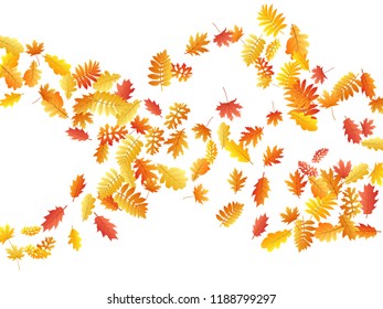 Oak, maple, wild ash rowan leaves vector, autumn foliage on white background. Red orange yellow sorbus dry autumn leaves. Elegant tree foliage november season specific background.