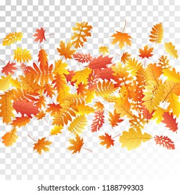 Oak, maple, wild ash rowan leaves vector, autumn foliage on transparent background. Red gold yellow ash and oak autumn leaves. Cool tree foliage fall season specific background.