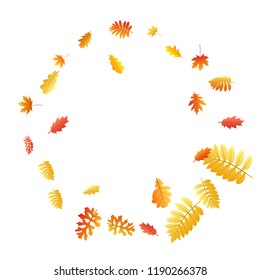 Oak, maple, wild ash rowan leaves vector, autumn foliage on white background. Red gold yellow sorb dry autumn leaves. Detailed tree foliage november seasonal background pattern.