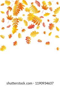 Oak, maple, wild ash rowan leaves vector, autumn foliage on white background. Red gold yellow oak dry autumn leaves. Flying tree foliage fall season specific background pattern.