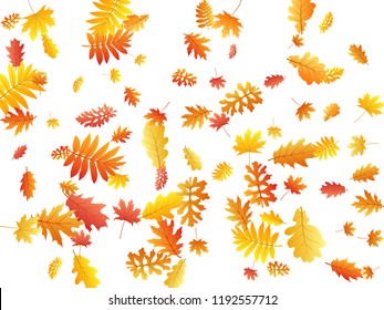 Oak, maple, wild ash rowan leaves vector, autumn foliage on white background. Red gold yellow rowan dry autumn leaves. Fantastic tree foliage vector september seasonal background.