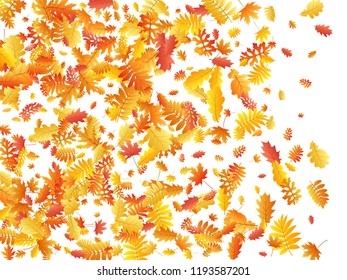 Oak, maple, wild ash rowan leaves vector, autumn foliage on white background. Red orange gold ash and oak autumn leaves. Nostalgic tree foliage vector october season specific background.