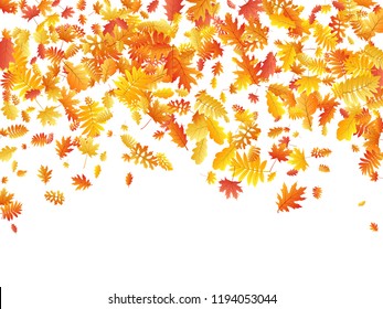 Oak, maple, wild ash rowan leaves vector, autumn foliage on white background. Red orange gold wild ash dry autumn leaves. Garden tree foliage vector september season specific background.