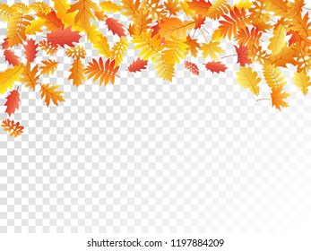 Oak, maple, wild ash rowan leaves vector, autumn foliage on transparent background. Red orange yellow ash and oak autumn leaves. Realistic tree foliage fall season specific background.