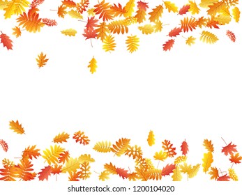 Oak, maple, wild ash rowan leaves vector, autumn foliage on white background. Red orange gold ash and oak autumn leaves. Stylish tree foliage october seasonal background.