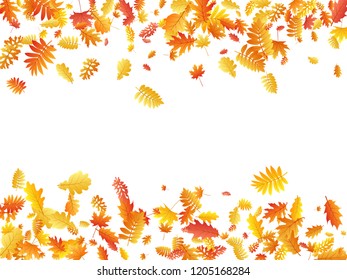 Oak, maple, wild ash rowan leaves vector, autumn foliage on white background. Red orange gold ash and oak autumn leaves. Floral tree foliage fall season specific background graphics.