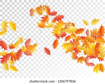 Oak, maple, wild ash rowan leaves vector, autumn foliage on transparent background. Red orange yellow oak dry autumn leaves. Vivid tree foliage fall season specific background.