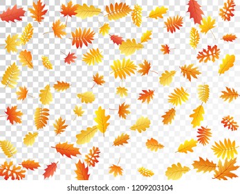 Oak, maple, wild ash rowan leaves vector, autumn foliage on transparent background. Red orange yellow ash and oak autumn leaves. Forest tree foliage vector fall season specific background.